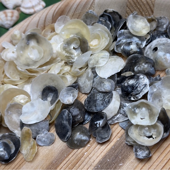 BULK REAL HAND PICKED FLORIDA JINGLE SHELLS SEASHELLS DIY CRAFTING CRAFTS LOT - Picture 10 of 13